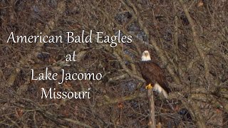American Bald Eagles at Lake Jacomo, Missouri by Dennis Schuller jr 57 views 2 months ago 2 minutes, 29 seconds
