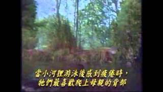 自然界的建築師(粵語旁白) 河狸 4b/10