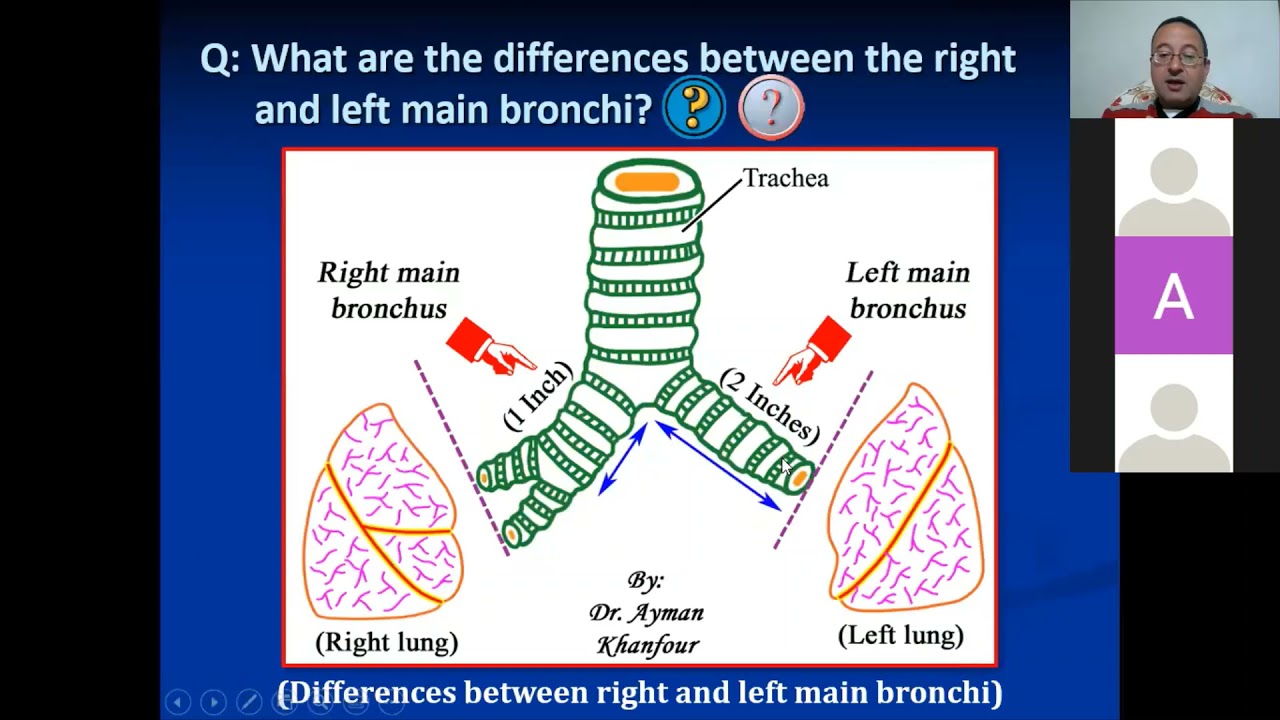 𝐑𝐞𝐬𝐩𝐢𝐫𝐚𝐭𝐨𝐫𝐲 𝐬𝐲𝐬𝐭𝐞𝐦