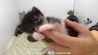 Aura Waves Goodnight After Tube Feeding - Tinykittens