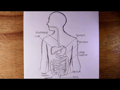 Digestive system drawing hi-res stock photography and images - Alamy