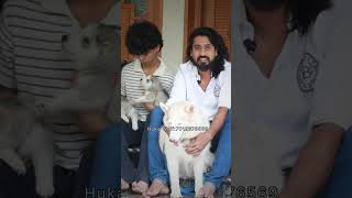 മലപ്പുറത്തെ ചെന്നായ ക്കുട്ടികൾ siberian husky