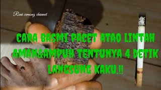 Cara basmi Pacet pake cara ini dijamin ampuh