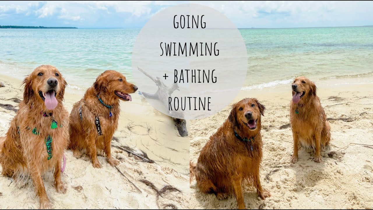 Golden Retriever Grooming After A Swim