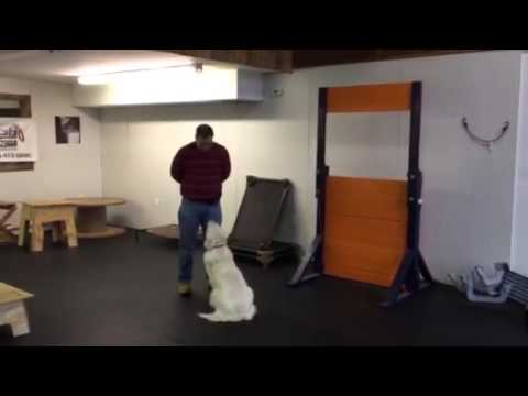 golden-retriever-"bo"-learning-"watch"-at-his-lesson-today!-not-bad-focus-for-a-pup!