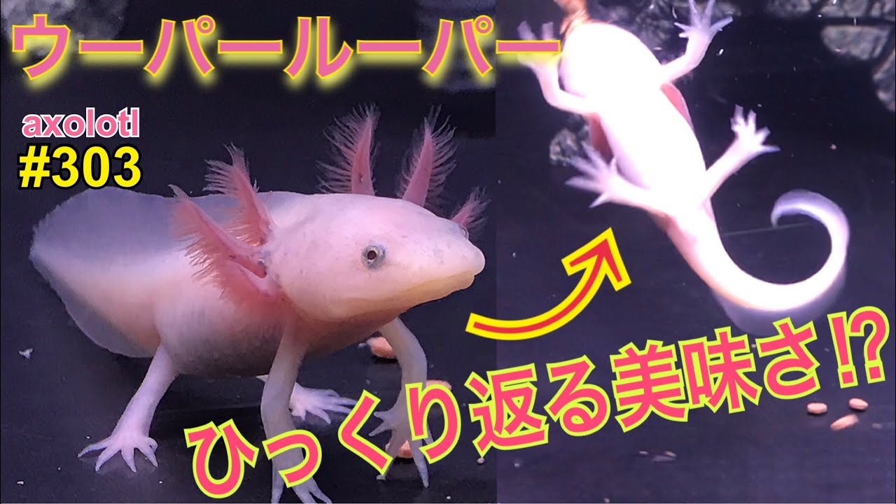 ウーパールーパー】飼育動画303 リューシーひっくり返る美味さ