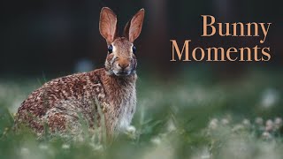 Just a Bunny Eating a Dandelion by Lucas Moore 104 views 3 years ago 43 seconds