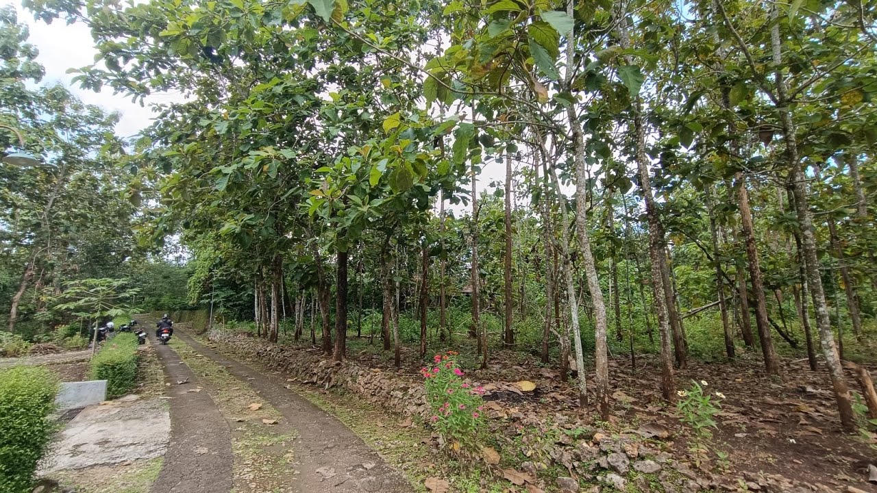 Tanah pekarangan cocok untuk hunian , kawasan nasionalis✅ #dijual SHMp 1.145m²