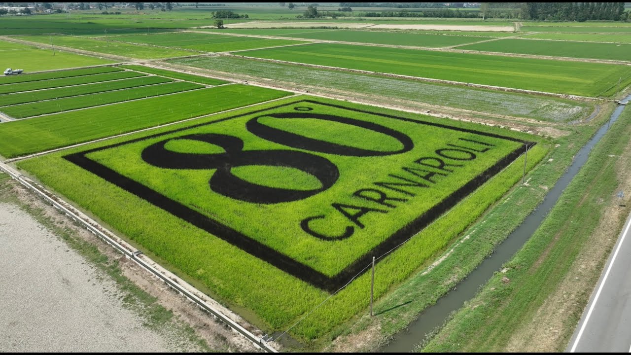 Risegno 80° Carnaroli: il percorso di crescita a Luglio