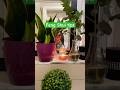 Feng shui snake plant reduces mold toxins & uplifts energy #fengshui #fengshuiplants #snakeplant