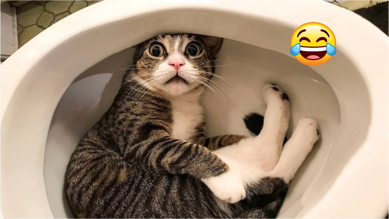 Funniest Cats & Dogs Clips 😂 | Try Not To Laugh Challenge