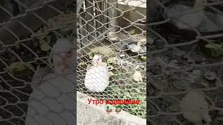 #казахстан #баянаул #animals #утки #животные #деревня #жизнь #смыслжизни