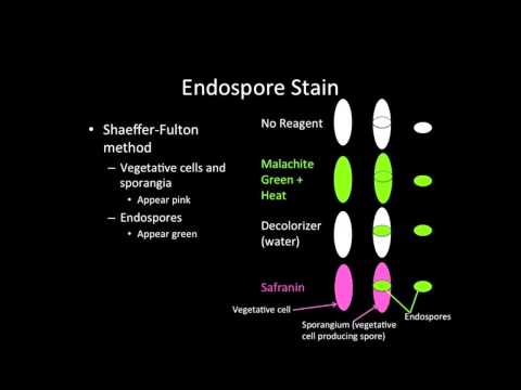 Video: Lo stafilococco produrrà endospore?