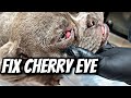 Effective Home Remedies and Medical Treatments for Managing Cherry Eye in Dogs