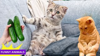 Cats are more affectionate than you might think🤔1 hour of FUNNY Pet Fails😹#10
