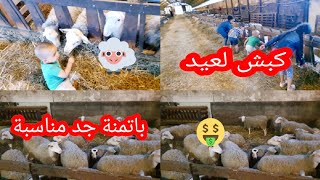 شرينا كبش? لعيد في فيرما في فرنسا بتمن جد مناسب ?ومرخص mouton ? pour l'aid