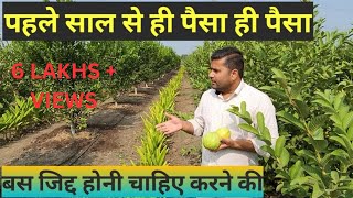 पहिले साल से ही मुनाफे की खेती | GUAVA | 3 CROP IN ONE AREA |एक साथ तीन फसले | SUCCESS STORY |अमरूद