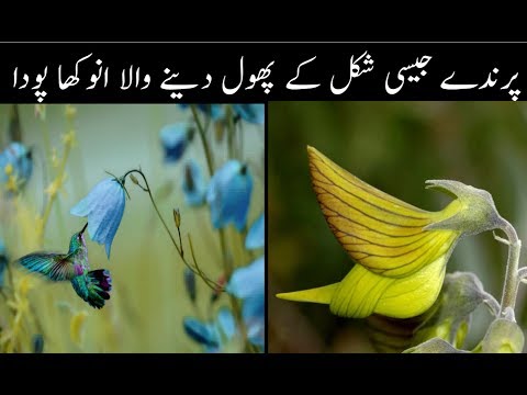 green-birdflower-||-hummingbird-||-crotalaria-cunninghamii-||-regal-birdflower-||-green-flower-plant