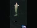 The Loudest Sound Ever Recorded! 🌊😱 What is it? #Shorts #Factic