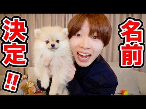 愛犬は本当に自分の名前を理解している？【獣医師監修】
