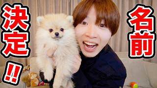 犬の名前が決まりました!
