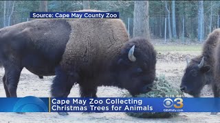 Cape May Zoo Collecting Christmas Trees For Animals