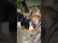 street puppy feeding video 🙏🍼#shorts #puppies #dogfeeding #feedshorts