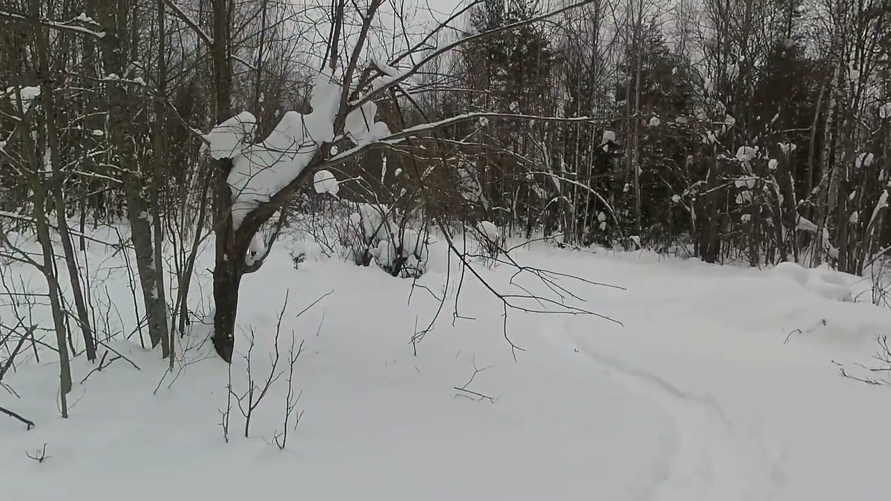 Снова погуляли , всё стабильно , два часа гон, в этот раз заяц выскочил на дорогу и был таков.