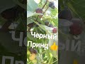 Лучшие практики. Черный принц инжир. Саженцы и черенки