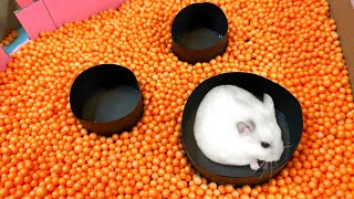 🐹 Pool Maze for Hamster - Rainbow Pyramid Escapes Maze for Pets in real life White Hamster