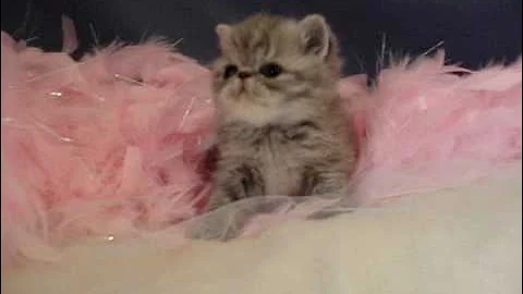 Video 1362651: tabby kitten cat, blue tabby kitten, tabby exotic