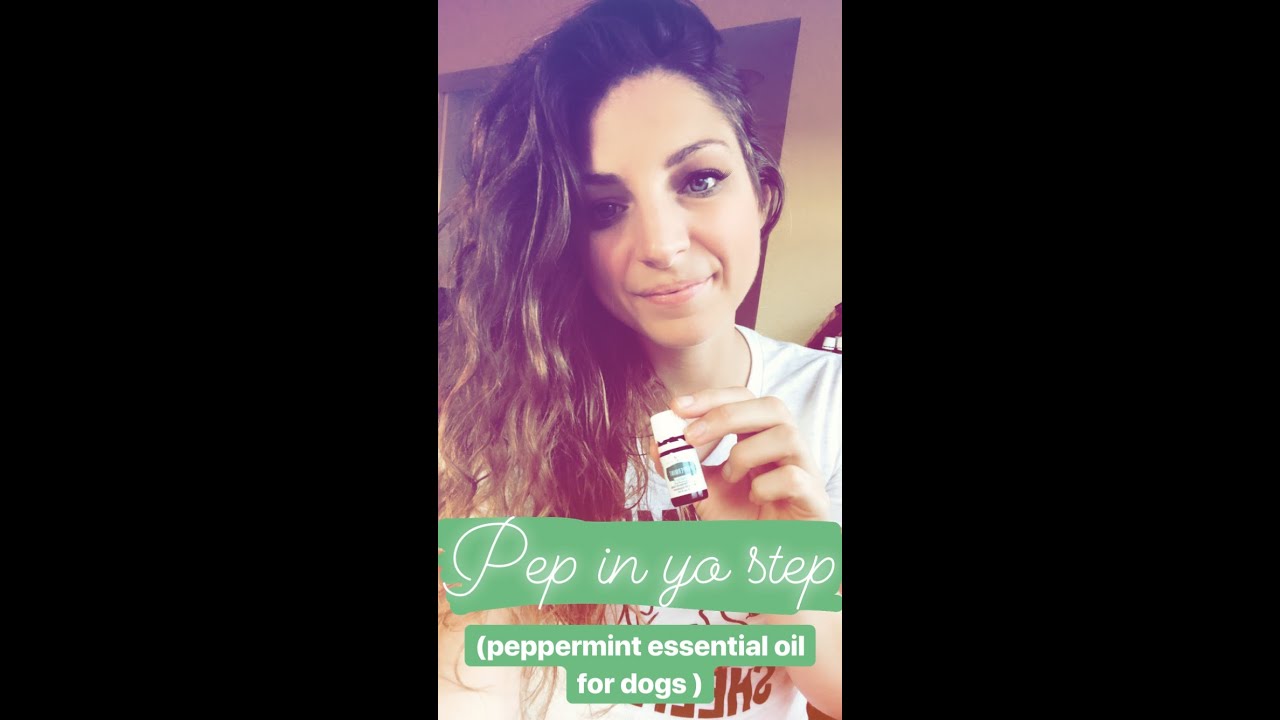Can I Put Peppermint Oil In My Dogs Water