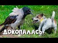 Наглая ворона дразнит джек рассел терьера/Crow and dog