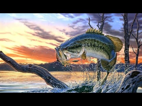 Bass Fishing