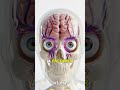 se você ficasse 1 semana sem beber água? #viral #animation #esqueleto #shorts