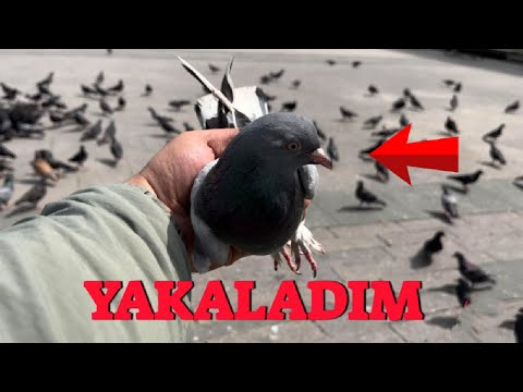 Yabani Güvercinler Arasında Mardin Aynalı Mavi ( Yakaladım )