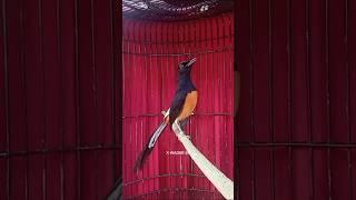 Training young Murai Batu using diverse masteran syllables for competition preparation #birds