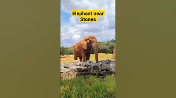 Elephant 🐘 #eliphant