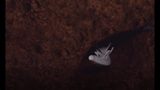 Worm of White (Prototype)