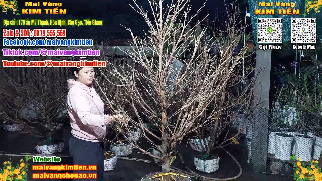 Mai Vàng Nhiều Nụ Đón Tết Bao Ship Toàn Quốc - Mai Vàng Kim Tiền Chợ Gạo