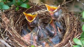 which bird lay egg while flying 2
