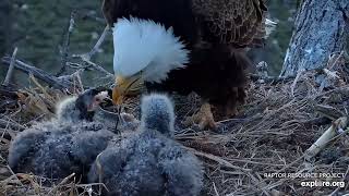 Decorah Eagles - North Nest 20.04.2024