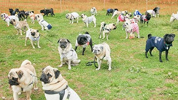 Pug MEET UP 2022- Pug rooted in China -