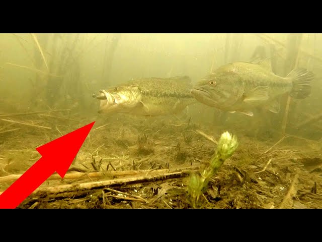 ULTRA CLEAR Underwater Bed Fishing for Bass w/ Incredible Footage! (Tips &  Tricks) 