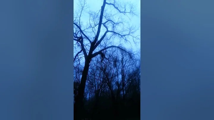 Turkey flying out of the tree