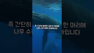 고래가 지구온난화 예방의 핵심이라고?