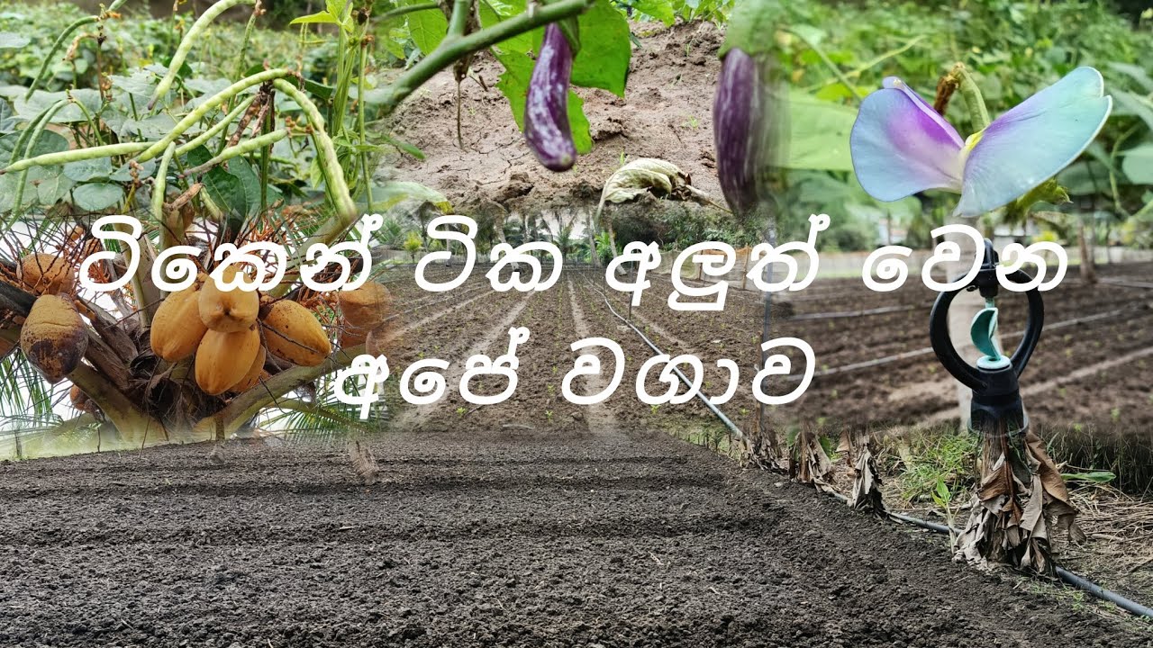 සුළි කුණාටුවෙන් හානි උන වගාව නැවත ආරම්භ කලා .....