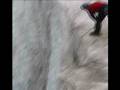 Marianna ice climbing in Fox Glacier