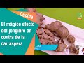 El mágico efecto del jengibre en contra de la carraspera | Cocina