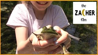 Catching Frogs with Kids [Huge Frog!] 2019